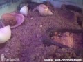 Click here to watch this video 2012-05-09 - @ShellterWest - Project Shellter