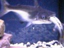 emperor id shark