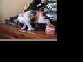 Kitten vs. Bonsai