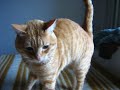 My gato enfadado