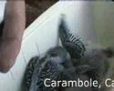 Budgerigar brood