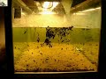 Malaysian Trumpet Snail eating algae timelapse Malaysian Trumpet Snail eating algae timelapse