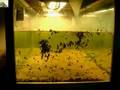 Assistir ao v�deo