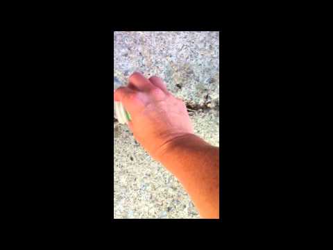 how to get rid of ants i kitchen