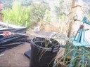 Rattlesnake Rescue and Relocation from Backyard