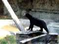 Funny Bear At The Zoo Funny Bear At The Zoo
