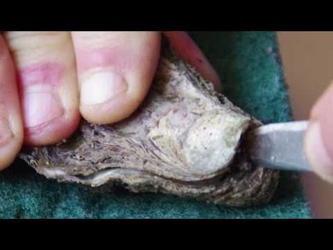 how to properly open an oyster