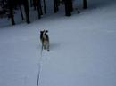 Skeedaddle and Scalawag in the snow
