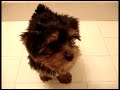 yorkie learning how to sit & turn