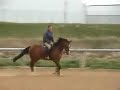 Oldenburger Sportpferd mit sehr guter Abstammung