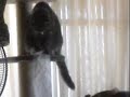 the cat house