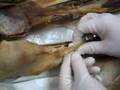 Cadaver-Lab