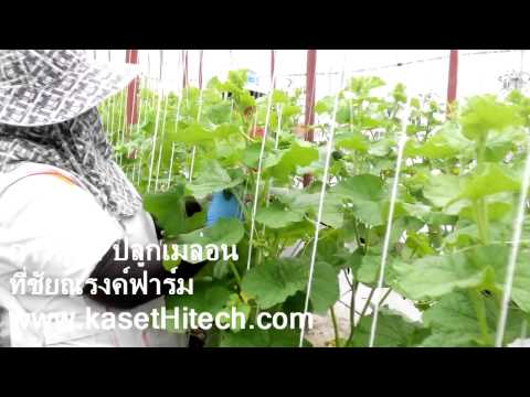 การปลูกเมล่อน - www.kasethitech.com แสดงการดูแลเมล่อน และแตงกวาญี่ปุ่น ในขั้นตอนของการพันยอด ที่ ชัยณรงค์ฟาร์ม...