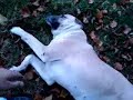 KANGAL (tina)
