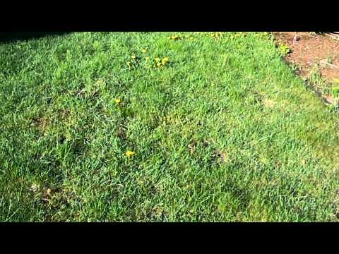 how to collect rhubarb