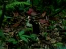 Dark-backed Wood-quail