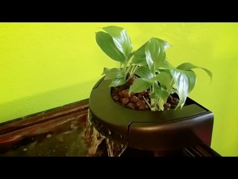 how to turn aquarium into aquaponics