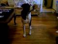 Dog Tricks