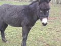 LE PETIT �NE GRIS