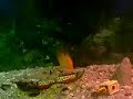 BEM GENTE ! ISSO  AI TENHO 3 PEIXE PAPAGAIO 3  DISCO  3  PANGASIUS , UM  BARBUS , 1 BANDEIRA , 7 TETRA , E VIVEN BEM EM HARMOONIA 