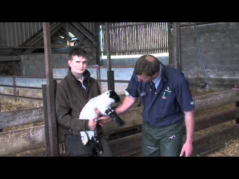 how to treat twin lamb disease