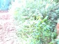 TRILHA -XAPURI