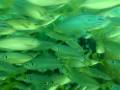 videos de Busselton Jetty