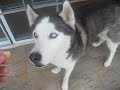 Siberian husky says banana