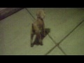 BAILEY GREETS HARMON.AVI