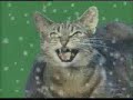 Navidad Gatuna
