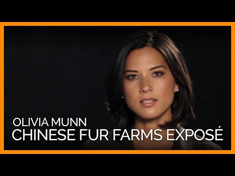 Fur Trim - Subscribe and never miss another shocking video: http://peta.vg/g4 Animals on fur farms spend their entire lives confined to cramped, filthy wire cages. Fur ...