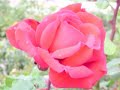 enya   la mejor musica+ belleza de naturaleza
