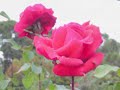 enya   la mejor musica+ belleza de naturaleza