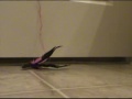 Maine Coon Cat Steals Toys Maine Coon Cat Steals Toys