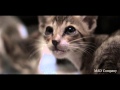 Indian National Anthem- A Tribute to our Animals