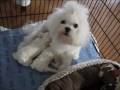 Maltese Pups for Sale - 2 Male and 1 Female