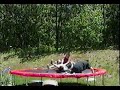 A compilation of wrestling videos made on a trampoline. entertaining funny and totally real.
