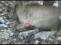 Arrowing an Aoudad