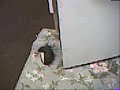 meet the penquins in there home