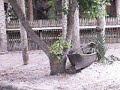 Alligator Mosey