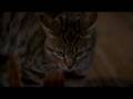 videos de Demonia - Scena dei gatti. By Lucio Fulci