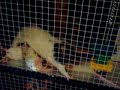 baby rats nursing baby rats nursing