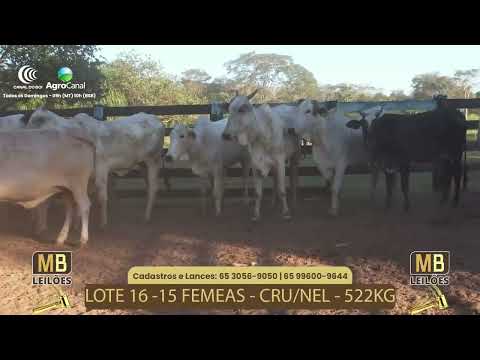 508� LEIL�O VIRTUAL MB LEIL�ES