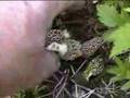 First Morels of Spring pt2