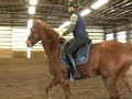 sargeant - hunter for sale