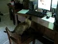 Hilarius cat reaction To youtube video:noisy siamese Cats