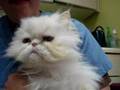 Marquette County Humane Society-Duchess