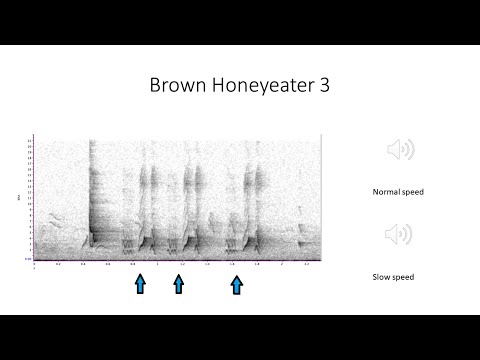 <p>The Pleasures and Challenges of Birdlistening</p>
 video thumbnail
