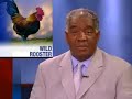 Rooster Terrorizes Neighborhood