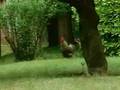Rooster Terrorizes Neighborhood